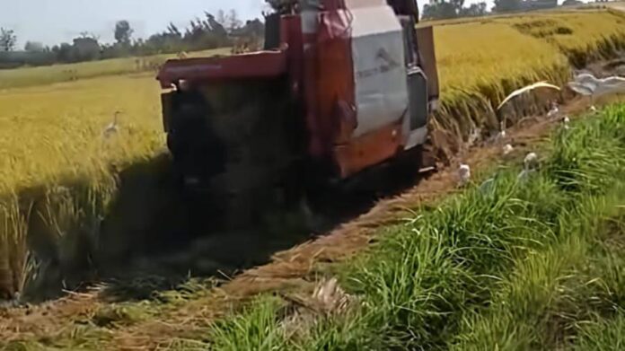صورة